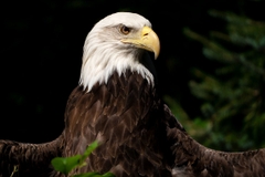 Tamron 70-300mm F/4.5-6.3 Di III RXD Nikon Z / Sony E - A047