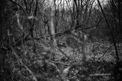 Voigtlander NOKTON D35mm F1.2 Nikon Z