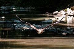 Tamron 150-500mm F/5-6.7 Di III VC VXD Sony E / Fuji X / Nikon Z - A057