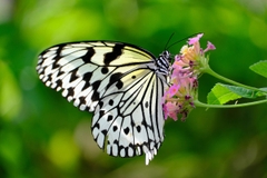 Tamron 18-300mm F/3.5-6.3 Di III-A VC VXD Sony E / Canon RF / Nikon Z / Fuji X - B061