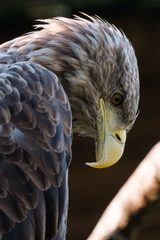 Tamron 150-500mm F/5-6.7 Di III VC VXD Sony E / Fuji X / Nikon Z - A057