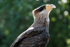 Tamron 150-500mm F/5-6.7 Di III VC VXD Sony E / Fuji X / Nikon Z - A057