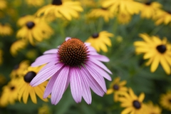 Tamron SP 15-30mm F/2.8 Di VC USD G2 Nikon F - A041