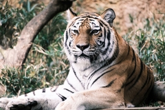 Tamron 18-300mm F/3.5-6.3 Di III-A VC VXD Sony E / Canon RF / Nikon Z / Fuji X - B061