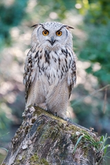 Tamron 150-500mm F/5-6.7 Di III VC VXD Sony E / Fuji X / Nikon Z - A057