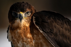 Tamron 150-500mm F/5-6.7 Di III VC VXD Sony E / Fuji X / Nikon Z - A057