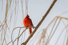 Tamron 150-500mm F/5-6.7 Di III VC VXD Sony E / Fuji X / Nikon Z - A057