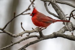 Tamron 150-500mm F/5-6.7 Di III VC VXD Sony E / Fuji X / Nikon Z - A057