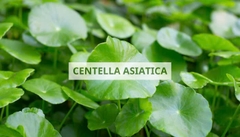 RAU MÁ QUÀ TẶNG TỪ THIÊN NHIÊN CHO PHÁI ĐẸP RAU MÁ QUÀ TẶNG TỪ THIÊN NHIÊN CHO PHÁI ĐẸP