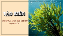 TẢO BIỂN MÓN QUÀ LÀM ĐẸP TỪ ĐẠI DƯƠNG TẢO BIỂN MÓN QUÀ LÀM ĐẸP TỪ ĐẠI DƯƠNG