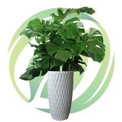 Monstera-bán-chậu men sứ