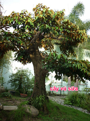 Cây vú sữa