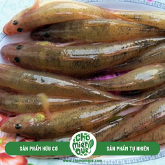 Cá Bóng Côn Đảo - Kg