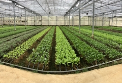 Cải ngồng hữu cơ - TCVN - Mai Linh farm