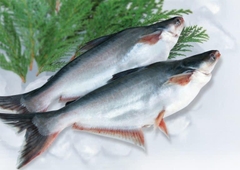 FROZEN WHOLE ROUND PANGASIUS