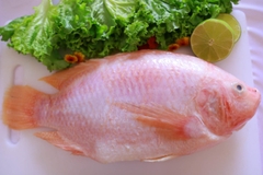 RED TILAPIA HEAD ON/ HEAD OFF