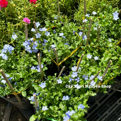 CÂY HOA THANH XÀ ,(cao 20cm), Hoa giống cảnh sân vườn, ban công, dễ trồng GIÁ RẺ, nở quanh năm, Cây Tươi Nguyên CTN1550