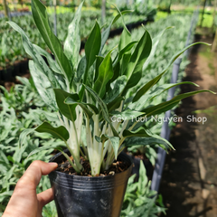 CÂY GIỮ TIỀN THÁI LÁ NHỎ, (cao 20cm), cây cảnh Trong nhà, kiểng lá mini để bàn Văn phòng đẹp, hợp Phong thuỷ, GIÁ RẺ, lọc không khí, Cây Tươi Nguyên CTN1130