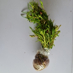 CÂY HOA MƯỜI GIỜ BÓ 50 CÂY ,(cao 15cm), Cây cảnh, dễ trồng GIÁ RẺ, nở quanh năm, Cây Tươi Nguyên CTN0540