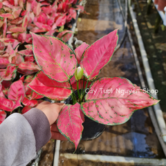 CÂY LỘC SON (VẠN LỘC ĐỎ), (cao 15cm), cây cảnh Trong nhà, kiểng lá mini để bàn Văn phòng đẹp, hợp Phong thuỷ, GIÁ RẺ, lọc không khí, Cây Tươi Nguyên CTN1250