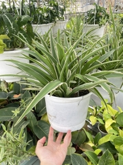 CÂY LAN CHI (DÂY NHỆN) GIỎ TREO Size LỚN, (cao 20cm), cây phong thủy hút tài lộc để bàn mini GIÁ RẺ, lọc không khí, Cây Tươi Nguyên CTN0930