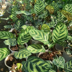 CÂY ĐUÔI CÔNG SỌC XANH, (cao 15cm), cây phong thủy hút tài lộc để bàn mini GIÁ RẺ, lọc không khí, Cây Tươi Nguyên CTN0600