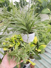 CÂY LAN CHI (DÂY NHỆN) GIỎ TREO Size LỚN, (cao 20cm), cây phong thủy hút tài lộc để bàn mini GIÁ RẺ, lọc không khí, Cây Tươi Nguyên CTN0930