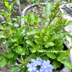 CÂY HOA THANH XÀ ,(cao 20cm), Hoa giống cảnh sân vườn, ban công, dễ trồng GIÁ RẺ, nở quanh năm, Cây Tươi Nguyên CTN1550