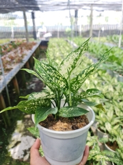 CÂY NGỌC NGÂN, (cao 25cm), cây phong thủy hút tài lộc để bàn mini GIÁ RẺ, lọc không khí, Cây Tươi Nguyên CTN0060