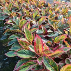 CÂY PHÚ QUÝ, (cao 25cm), cây phong thủy hút tài lộc để bàn mini GIÁ RẺ, lọc không khí, Cây Tươi Nguyên CTN0850