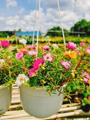 CÂY HOA MƯỜI GIỜ CHẬU TREO LỚN, (cao 15cm), Hoa giống cảnh sân vườn, ban công, dễ trồng GIÁ RẺ, nở quanh năm, Cây Tươi Nguyên CTN1120