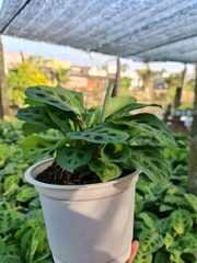 CÂY ĐUÔI CÔNG Đốm xanh, (cao 35cm), cây phong thủy hút tài lộc để bàn mini GIÁ RẺ, lọc không khí, Cây Tươi Nguyên CTN0080