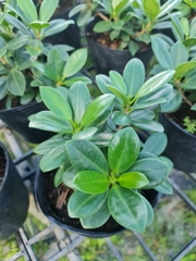 CÂY SI NHẬT (Cây Sanh), (cao 20cm), cây phong thủy hút tài lộc để bàn mini GIÁ RẺ, lọc không khí, Cây Tươi Nguyên CTN0510