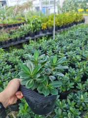 CÂY SI NHẬT (Cây Sanh), (cao 20cm), cây phong thủy hút tài lộc để bàn mini GIÁ RẺ, lọc không khí, Cây Tươi Nguyên CTN0510