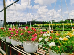 CÂY HOA MƯỜI GIỜ CHẬU TREO LỚN, (cao 15cm), Hoa giống cảnh sân vườn, ban công, dễ trồng GIÁ RẺ, nở quanh năm, Cây Tươi Nguyên CTN1120