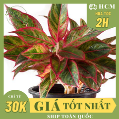 CÂY PHÚ QUÝ, (cao 25cm), cây phong thủy hút tài lộc để bàn mini GIÁ RẺ, lọc không khí, Cây Tươi Nguyên CTN0850