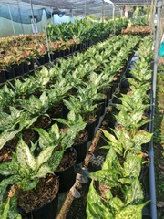 CÂY NGỌC NGÂN, (cao 25cm), cây phong thủy hút tài lộc để bàn mini GIÁ RẺ, lọc không khí, Cây Tươi Nguyên CTN0060