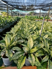 CÂY NGỌC NGÂN, (cao 25cm), cây phong thủy hút tài lộc để bàn mini GIÁ RẺ, lọc không khí, Cây Tươi Nguyên CTN0060