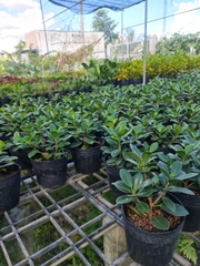 CÂY SI NHẬT (Cây Sanh), (cao 20cm), cây phong thủy hút tài lộc để bàn mini GIÁ RẺ, lọc không khí, Cây Tươi Nguyên CTN0510