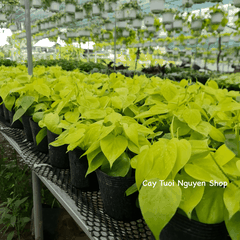 CÂY TRẦU BÀ TIM CHẬU NHỰA Philodendron Lemon Lime, (cao 10cm), cây cảnh Trong nhà, kiểng lá mini để bàn Cây Tươi Nguyên