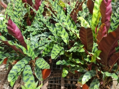 CÂY ĐUÔI PHỤNG ĐỎ, (cao 35cm), cây phong thủy hút tài lộc để bàn mini GIÁ RẺ, lọc không khí, Cây Tươi Nguyên CTN0030