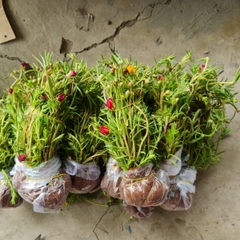 CÂY HOA MƯỜI GIỜ BÓ 50 CÂY ,(cao 15cm), Cây cảnh, dễ trồng GIÁ RẺ, nở quanh năm, Cây Tươi Nguyên CTN0540