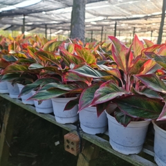 CÂY PHÚ QUÝ, (cao 25cm), cây phong thủy hút tài lộc để bàn mini GIÁ RẺ, lọc không khí, Cây Tươi Nguyên CTN0850