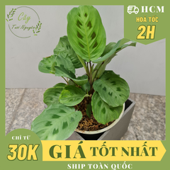 CÂY ĐUÔI CÔNG Đốm xanh, (cao 35cm), cây phong thủy hút tài lộc để bàn mini GIÁ RẺ, lọc không khí, Cây Tươi Nguyên CTN0080