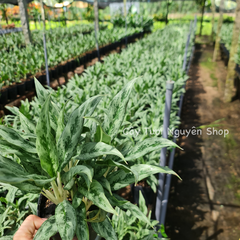 CÂY GIỮ TIỀN THÁI LÁ NHỎ, (cao 20cm), cây cảnh Trong nhà, kiểng lá mini để bàn Văn phòng đẹp, hợp Phong thuỷ, GIÁ RẺ, lọc không khí, Cây Tươi Nguyên CTN1130