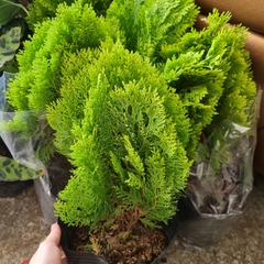 CÂY TRẮC BÁCH DIỆP, (cao 30cm), cây phong thủy hút tài lộc để bàn mini GIÁ RẺ, lọc không khí, Cây Tươi Nguyên CTN0740