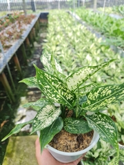 CÂY NGỌC NGÂN, (cao 25cm), cây phong thủy hút tài lộc để bàn mini GIÁ RẺ, lọc không khí, Cây Tươi Nguyên CTN0060