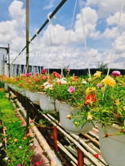CÂY HOA MƯỜI GIỜ CHẬU TREO LỚN, (cao 15cm), Hoa giống cảnh sân vườn, ban công, dễ trồng GIÁ RẺ, nở quanh năm, Cây Tươi Nguyên CTN1120