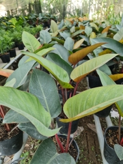 TRẦU BÀ ĐẾ VƯƠNG NÂU, (cao 45cm), cây phong thủy hút tài lộc để bàn mini GIÁ RẺ, lọc không khí, Cây Tươi Nguyên CTN0420