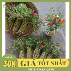 CÂY HOA MƯỜI GIỜ BÓ 50 CÂY ,(cao 15cm), Cây cảnh, dễ trồng GIÁ RẺ, nở quanh năm, Cây Tươi Nguyên CTN0540